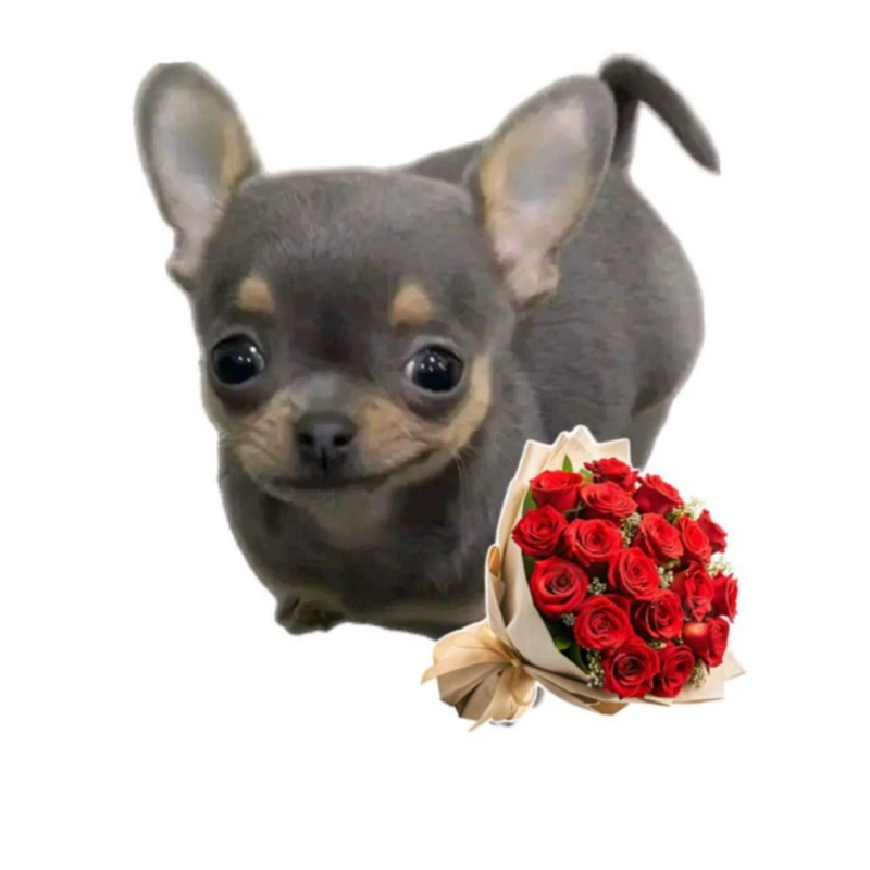 استیکر پارچه و لباس پاد آفرین مدل سگ مینیمال بامزه جذاب کد 1085