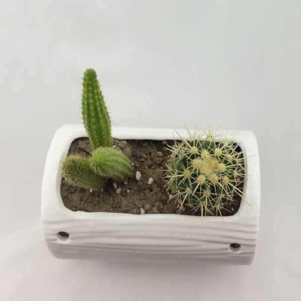 گیاه طبیعی کاکتوس مدل K002 گیاه طبیعی کاکتوس مدل K002