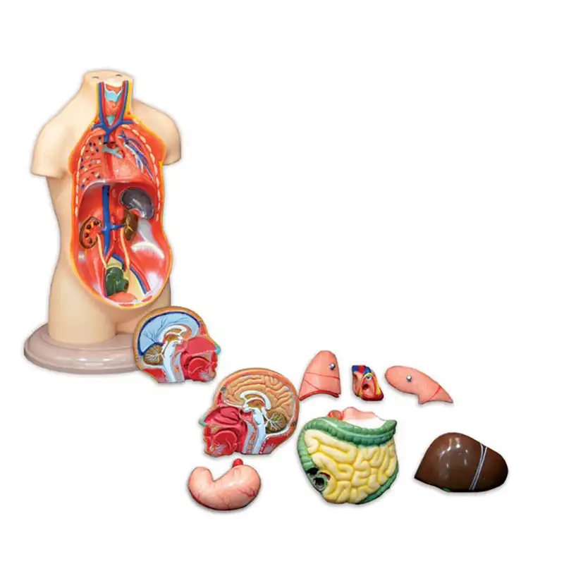 بازی آموزشی طرح مولاژ نیم تنه انسان مدل ASM06