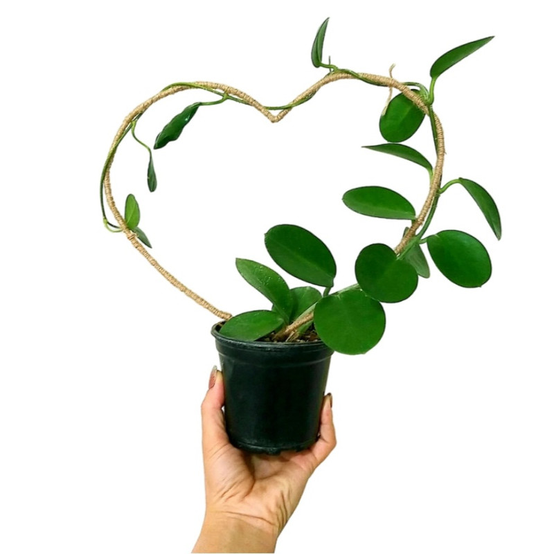 گیاه طبیعی هویا مدل آسترالیس