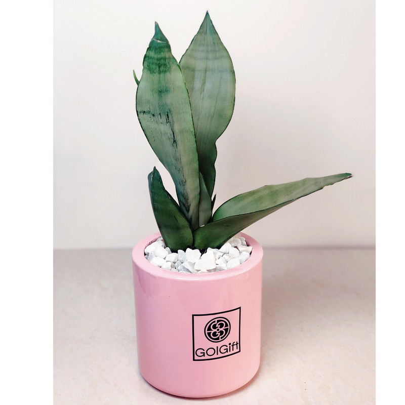 گیاه طبیعی سانسوریا مهتابی گل گیفت کد GP004