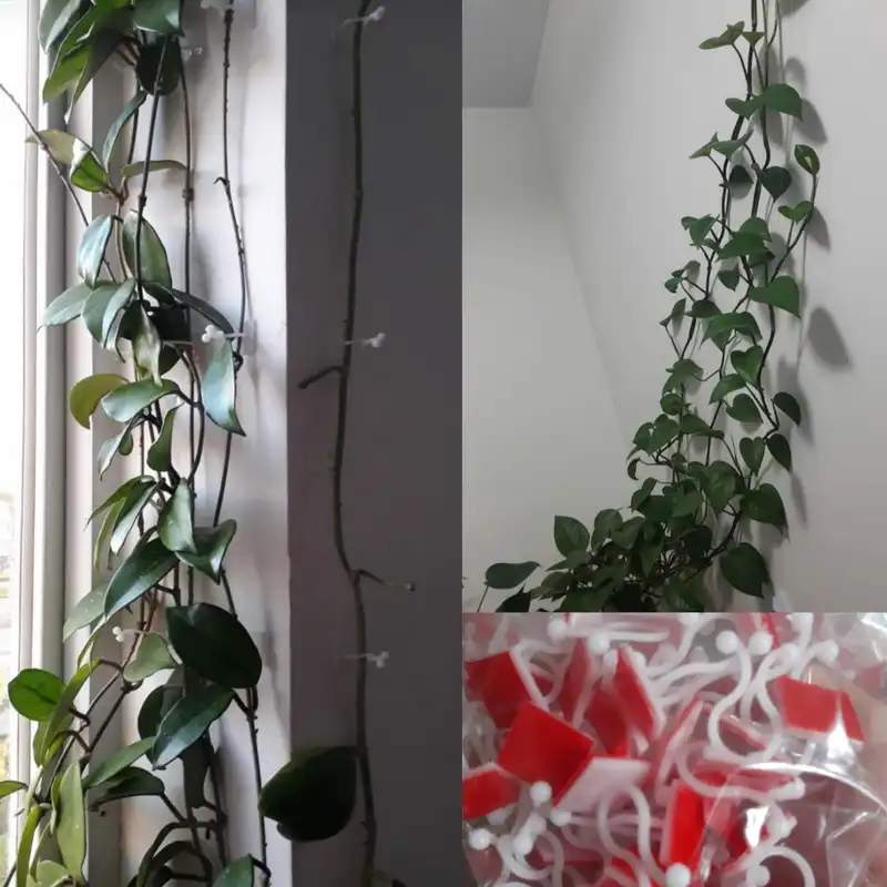 قیم بند مدل گیره جادویی بسته 30 عددی