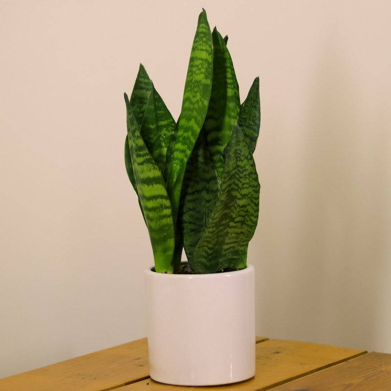 گیاه طبیعی سانسوریا پوست ماری مدل 229