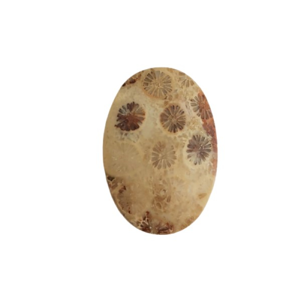 سنگ مرجانی کد 004