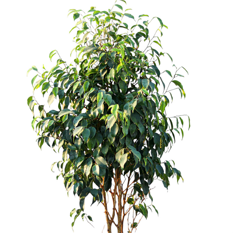 گیاه طبیعی درختچه بنجامین مدل 35