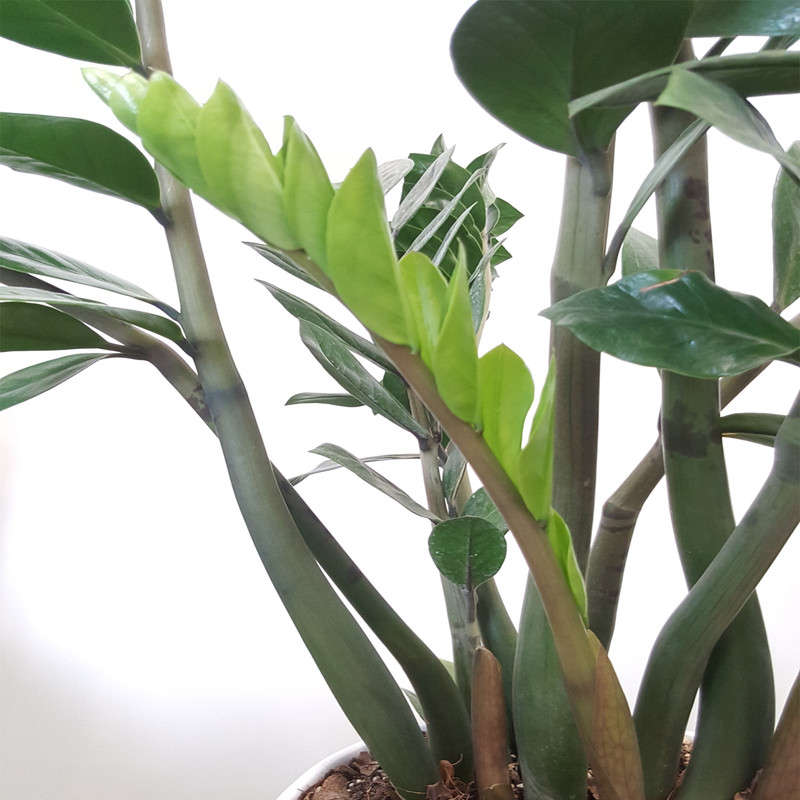 گیاه آپارتمانی زاموفیلیا سبز کد 101