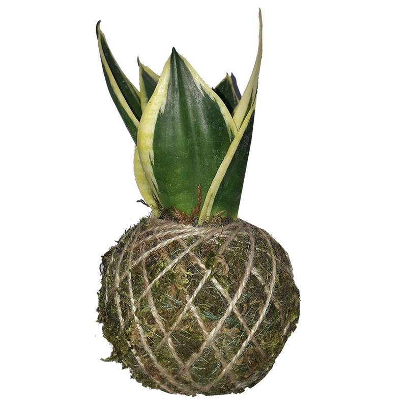 گیاه طبیعی سانسوریا ابلق مدل کوکداما کد P.A.032