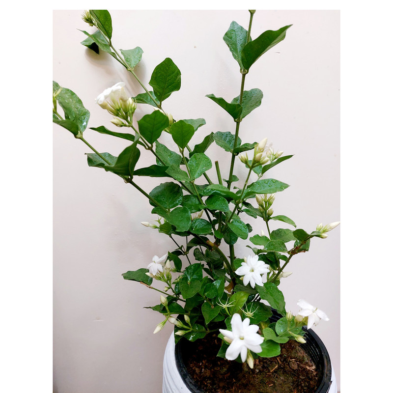 گیاه طبیعی یاس رازقی مدل G-11 گیاه طبیعی یاس رازقی مدل G-11