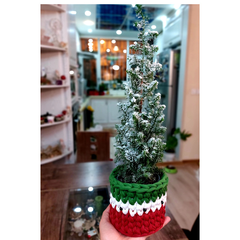 گیاه طبیعی کاج مدل F-26 گیاه طبیعی کاج مدل F-26