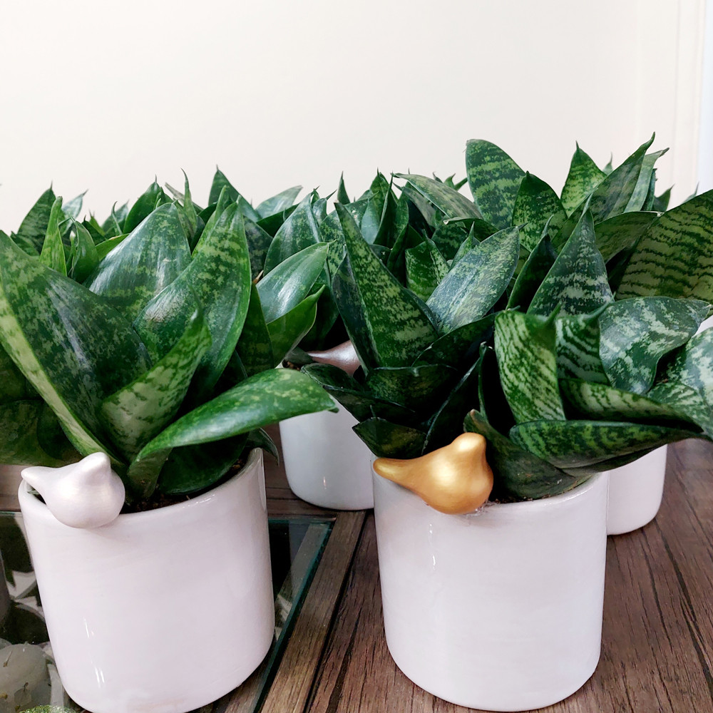 گیاه طبیعی سانسوریا مدل F-33 گیاه طبیعی سانسوریا مدل F-33