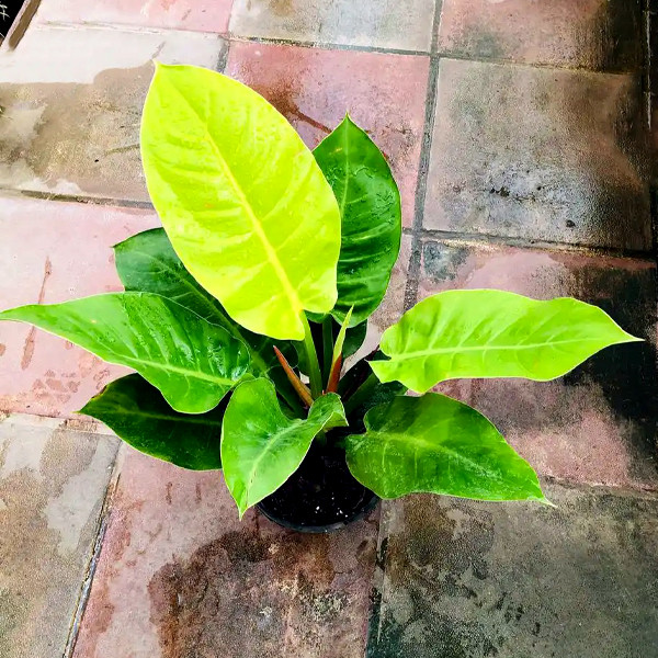 گل طبیعی فیلودندرون نئون  تافکو مدل لیمویی کد 2x