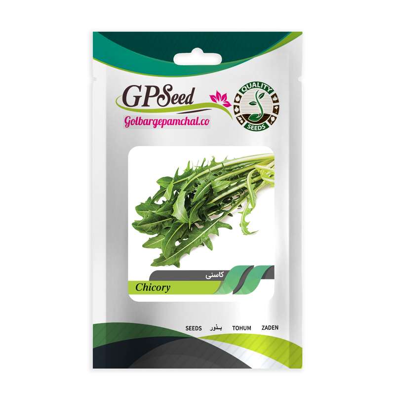 بذر کاسنی گلبرگ پامچال کد GPF-156