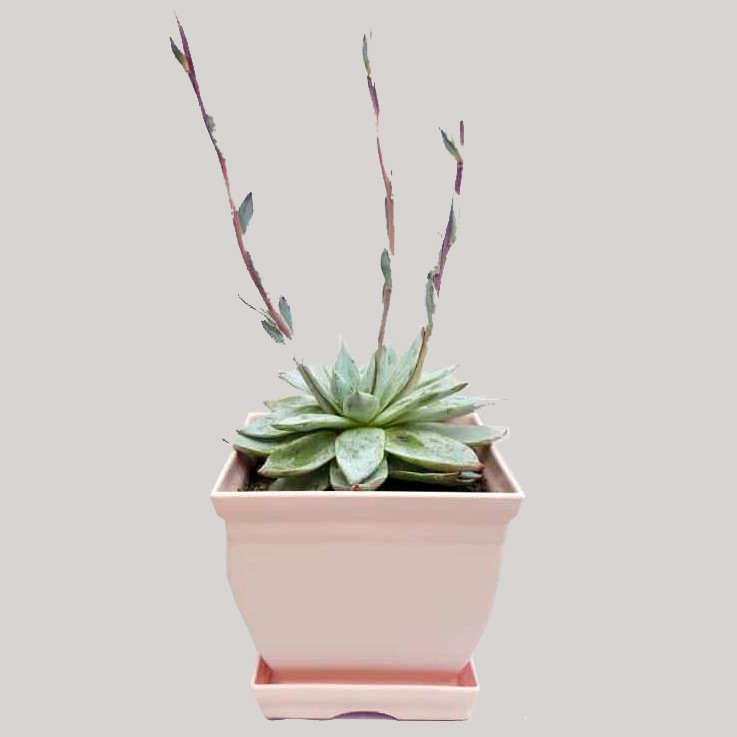 گیاه طبیعی ساکولنت آچوریا کد 04