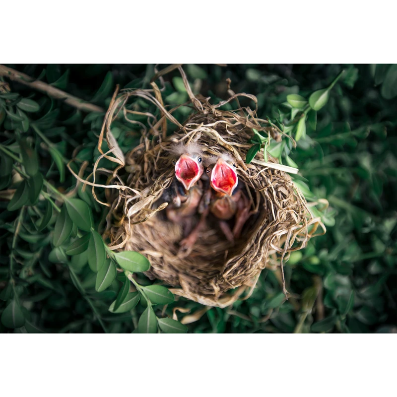 تابلو شاسی طرح جوجه گنجشک گرسنه مدل T1709