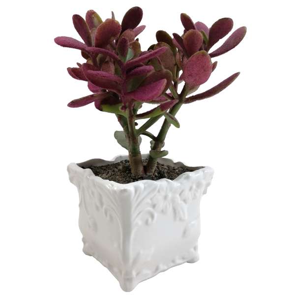 گیاه طبیعی کراسولا آواتا مخملی کراسولا درختی کد 02 GM