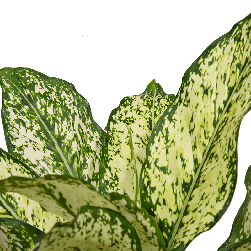 گیاه طبیعی آگلونما کد 10311/2201-5101