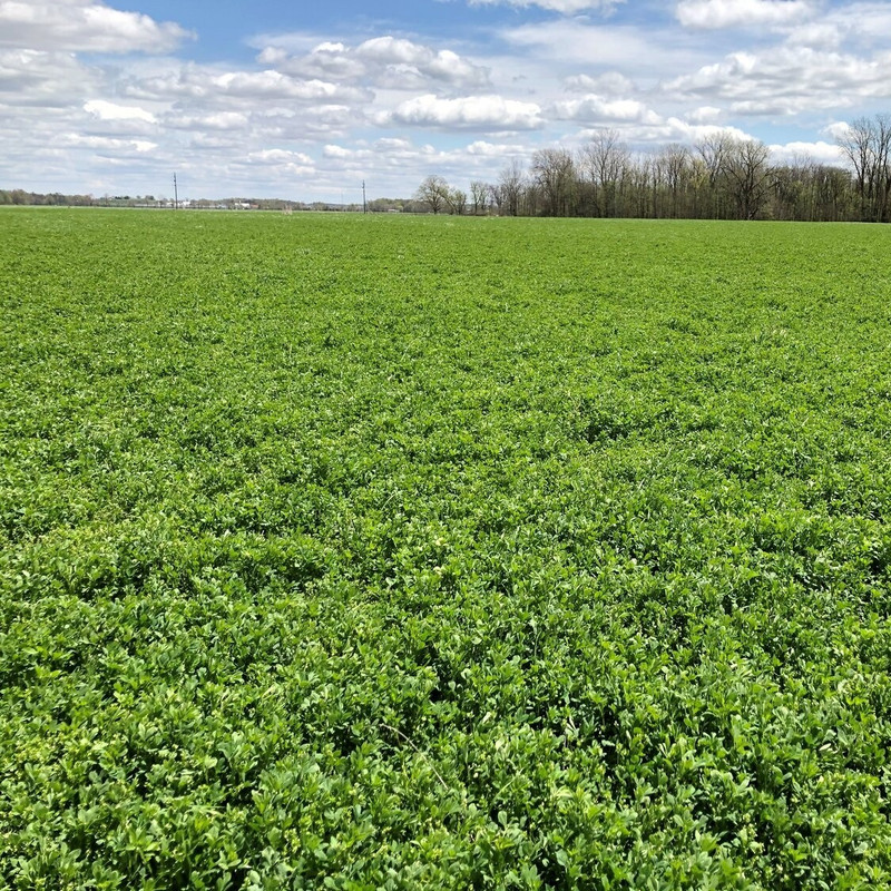 بذر یونجه ظرافت مدل BZ18227 بذر یونجه ظرافت مدل BZ18227