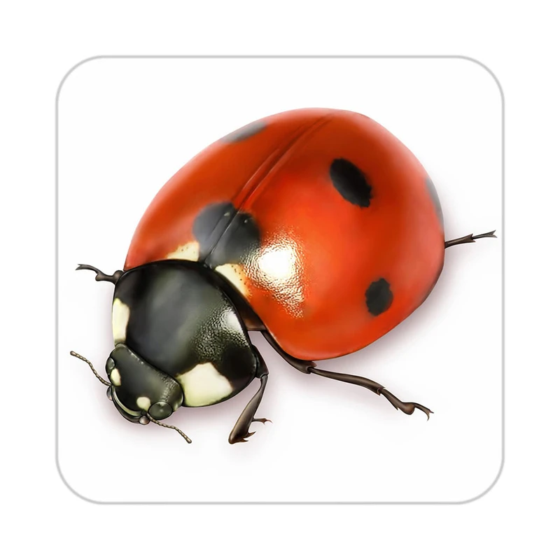 زیر لیوانی کاکتی طرح نقاشی رنگ روغن مدل mg10557