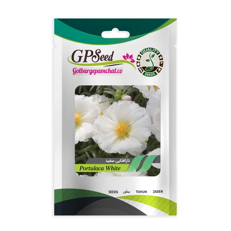 بذر گل ناز آفتابی پاکوتاه سفید گلبرگ پامچال کد GPF-088