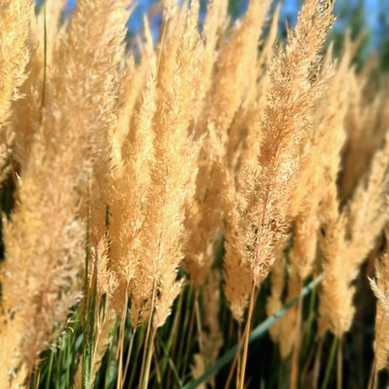 گل خشک مدل قمیش بسته ۲۰ عددی