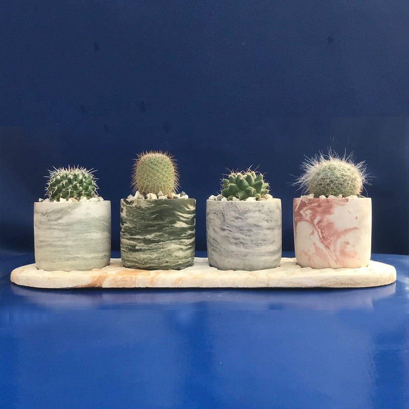 گیاه طبیعی کاکتوس مامیلاریا مدل pk-m مجموعه 4 عددی