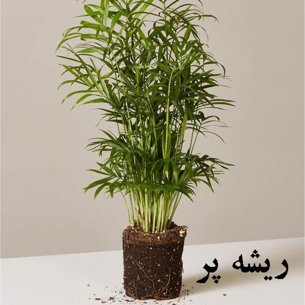 گل طبیعی شامادورا تافکو کد 2028