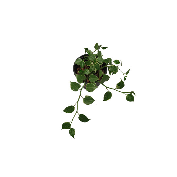 گیاه طبیعی پتوس ارتشی کد ptosa02 گیاه طبیعی پتوس ارتشی کد ptosa02