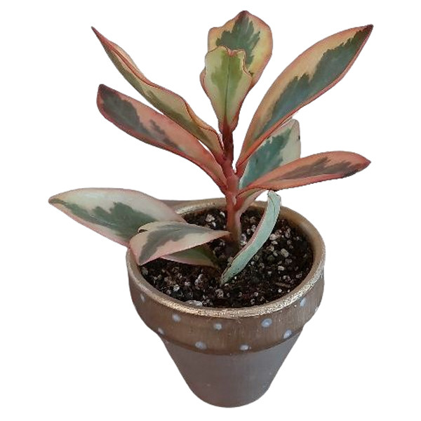 گیاه طبیعی قاشقی تری کالر مدل F-08