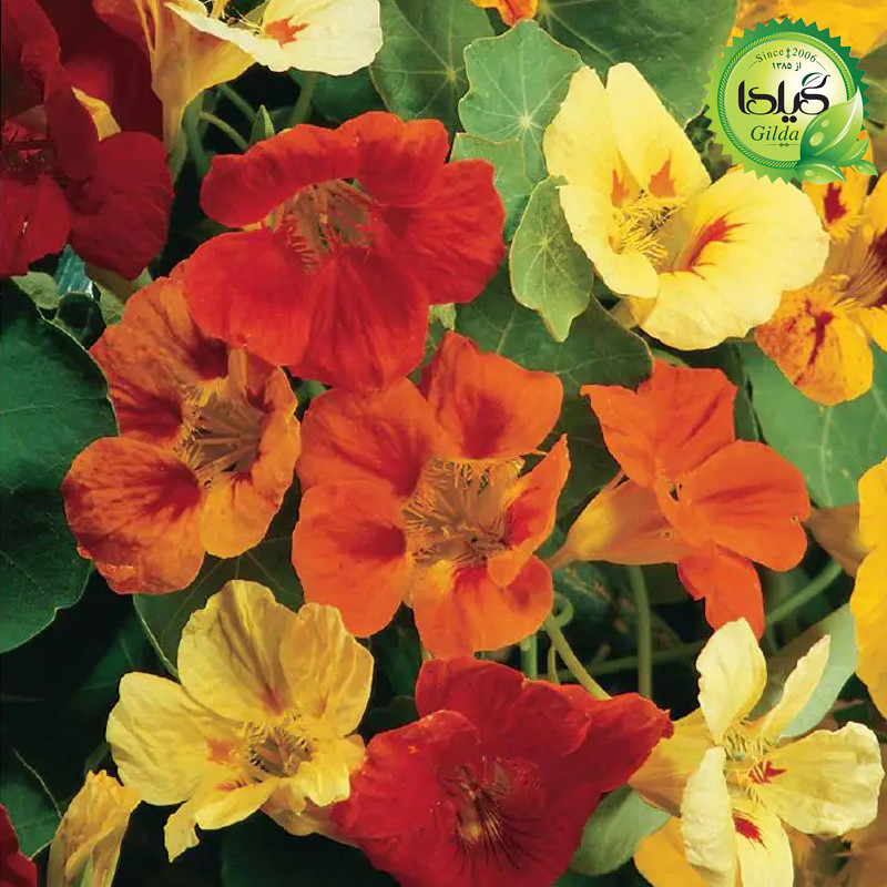 بذر لادن الوان گیلدا کد 885