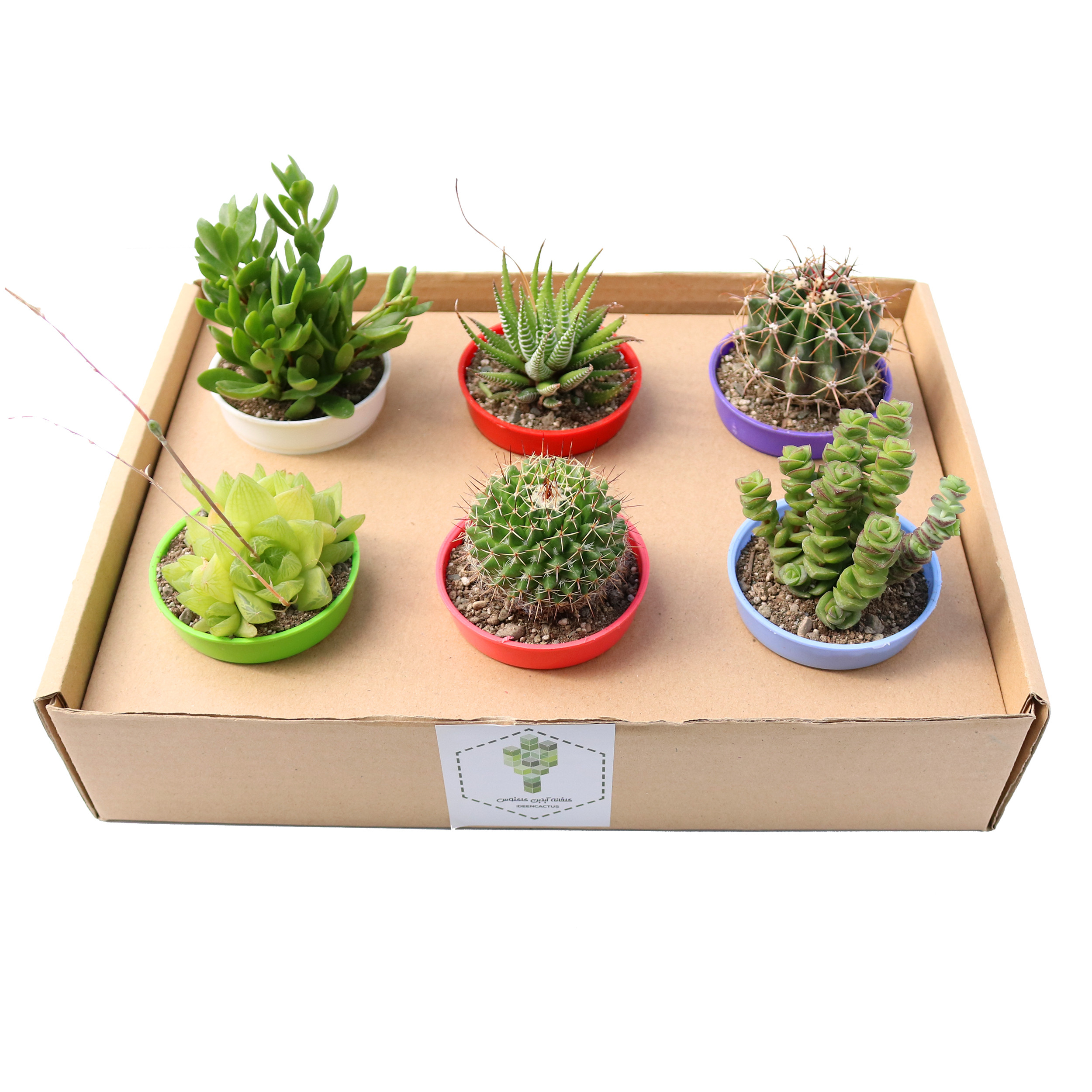 گیاه طبیعی کاکتوس و ساکولنت آیدین کاکتوس کد CB-050 مجموعه 6 عددی