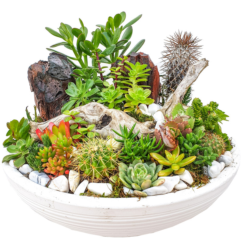 گیاه طبیعی کاکتوس مدل MK-99007