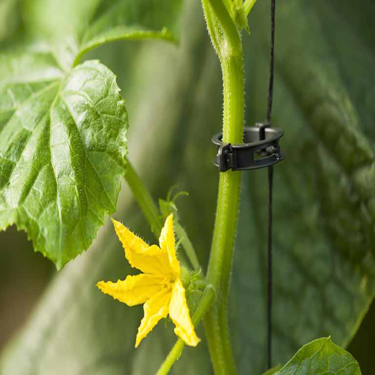 قیم بند مدل پلی اتیلنی بسته 100 عددی