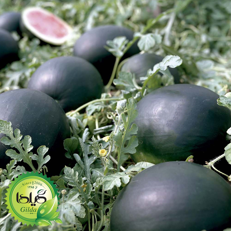 بذر هندوانه دیمی گیلدا کد 713 بذر هندوانه دیمی گیلدا کد 713