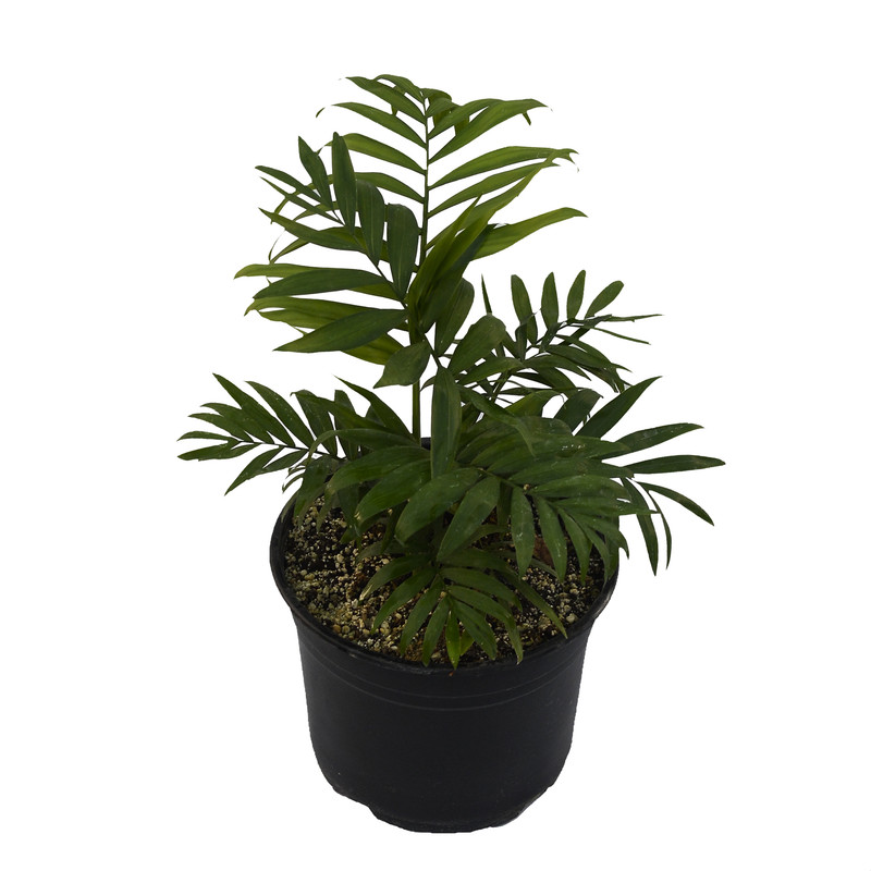 گیاه طبیعی شامادورا مدل shb1