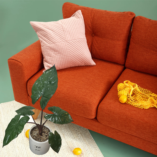 گیاه طبیعی آلوکازیا بابا ادم تافکو کد 2037