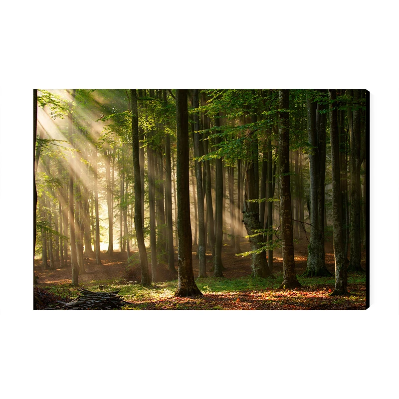 تابلو شاسی عرش مدل منظره زیبا جنگل کد As2807