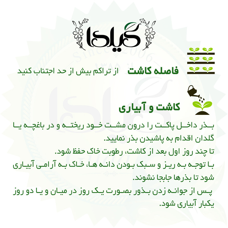 بذر بیبی اسفناج هیبرید گیلدا کد 130
