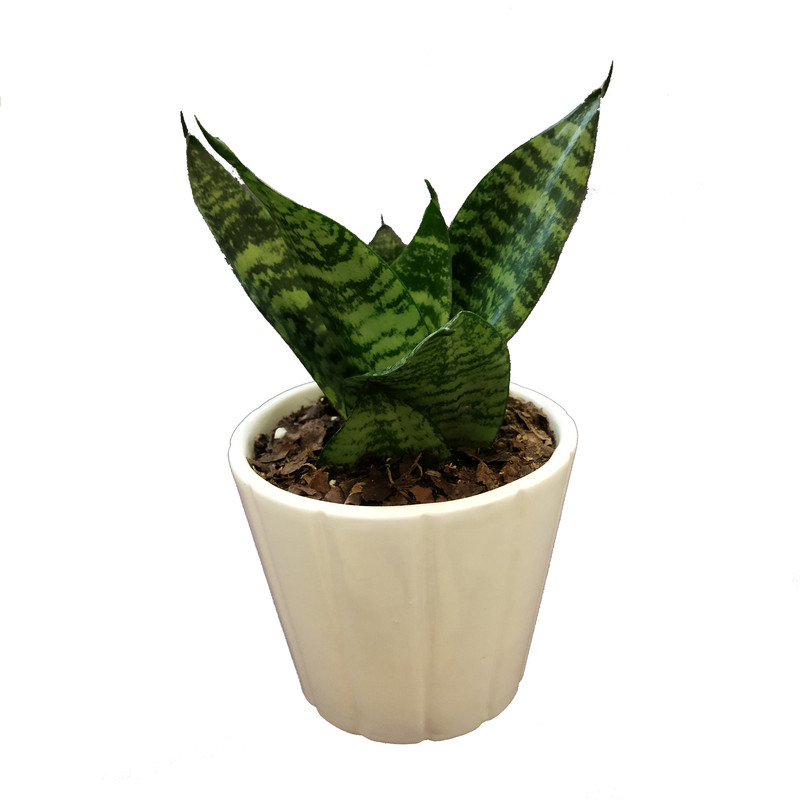 گیاه طبیعی سانسوریا کد pg_24 گیاه طبیعی سانسوریا کد pg_24