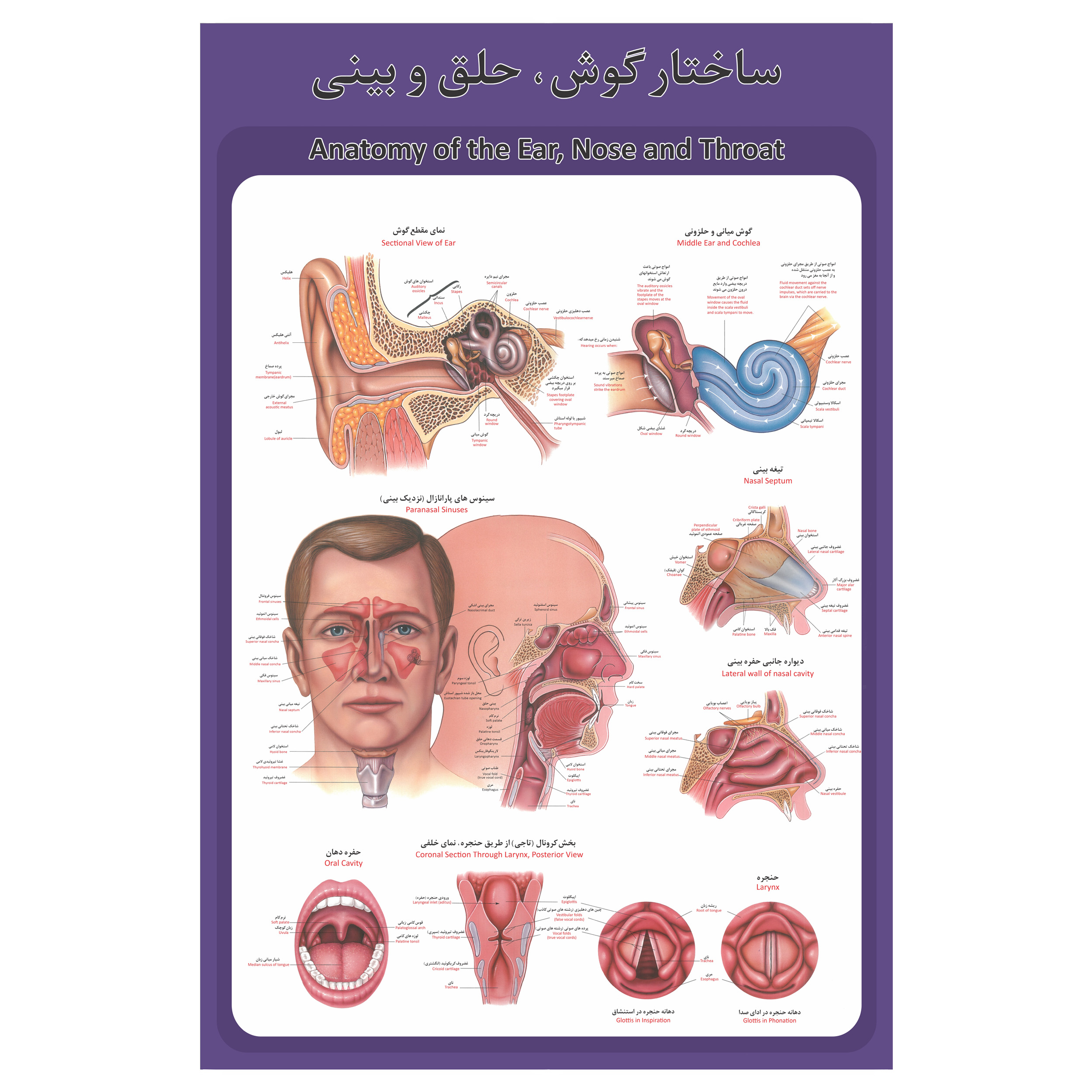 پوستر آموزشی طرح آناتومی گوش،حلق و بینی انسان