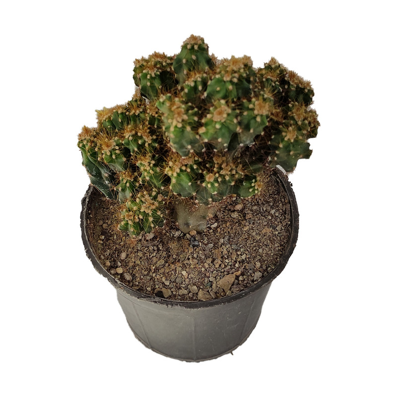 گیاه طبیعی کاکتوس کد yt11 گیاه طبیعی کاکتوس کد yt11