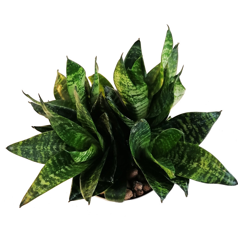 گیاه طبیعی سانسوریا مدل پاکوتاه مینیاتوری گیاه طبیعی سانسوریا مدل پاکوتاه مینیاتوری