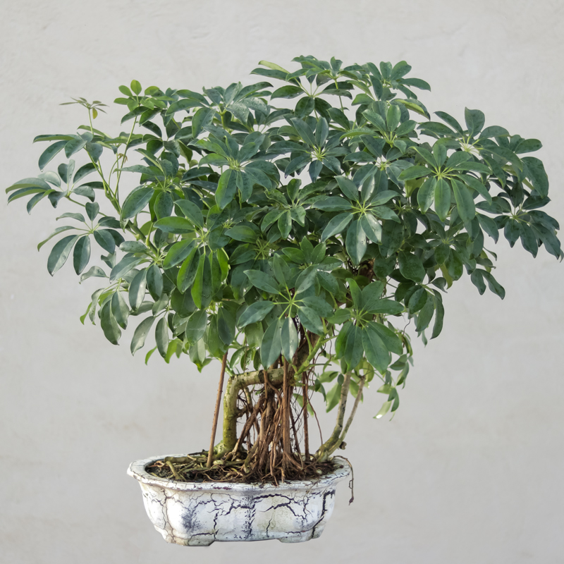 گیاه طبیعی بونسای شفلرا مدل 65108