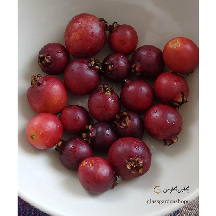 بذر میوه گواوا قرمز گیلاسی توت فرنگی مدل GL15