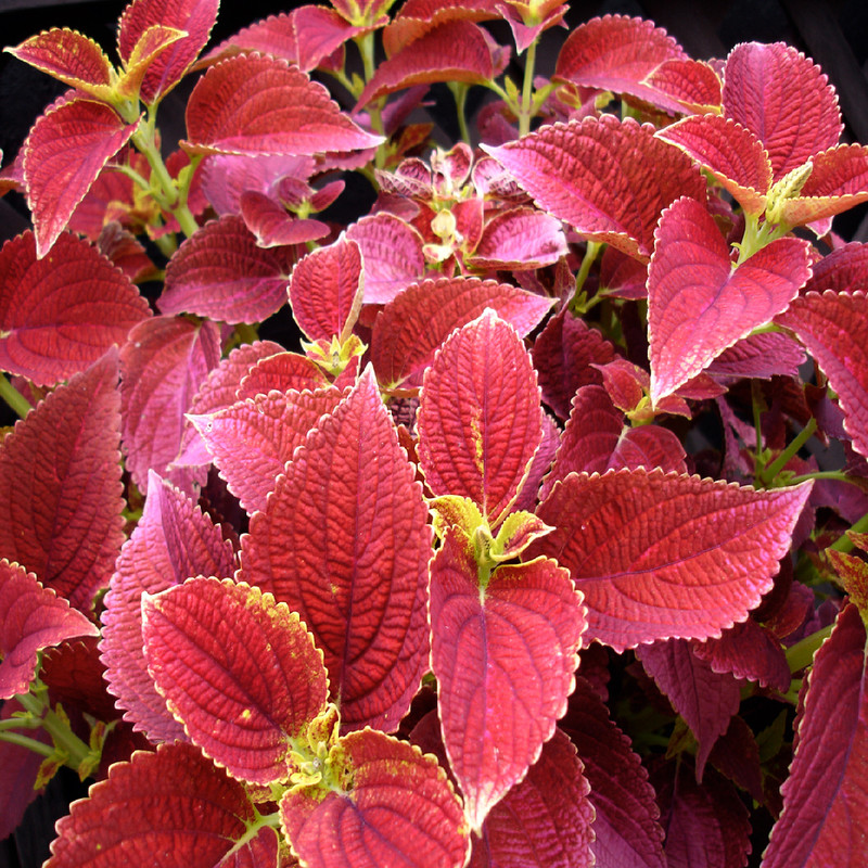 بذر گل حسن یوسف سانست سانیا سید مدل Sunset