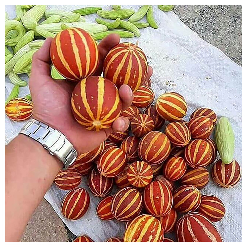 بذر خربزه شمام آذر سبزینه مدل Q210