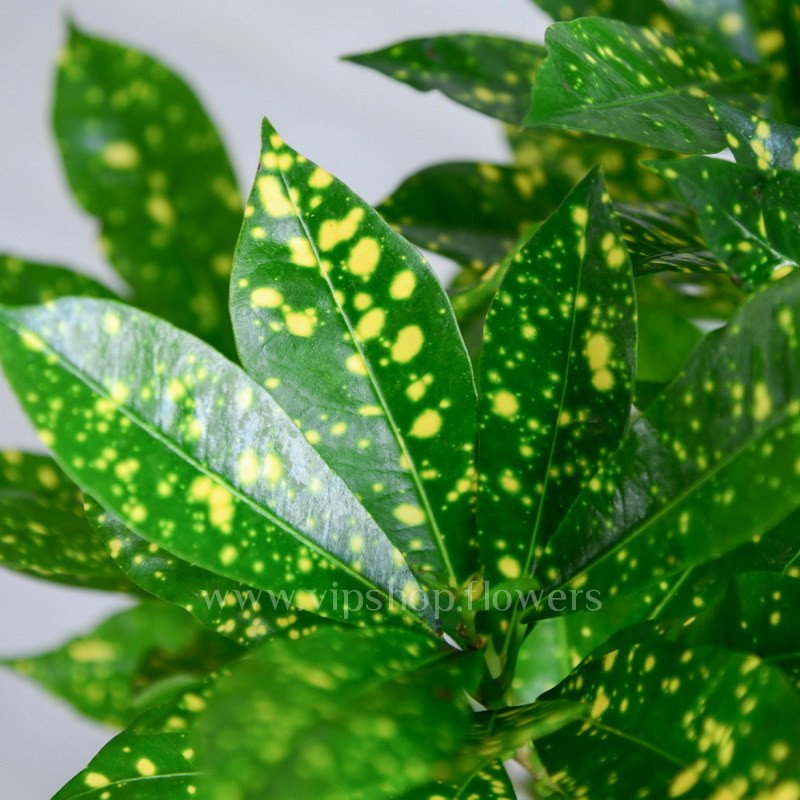 گیاه طبیعی کروتون آکوبا تافکو مدل شمشاد ژاپنی کد 2x