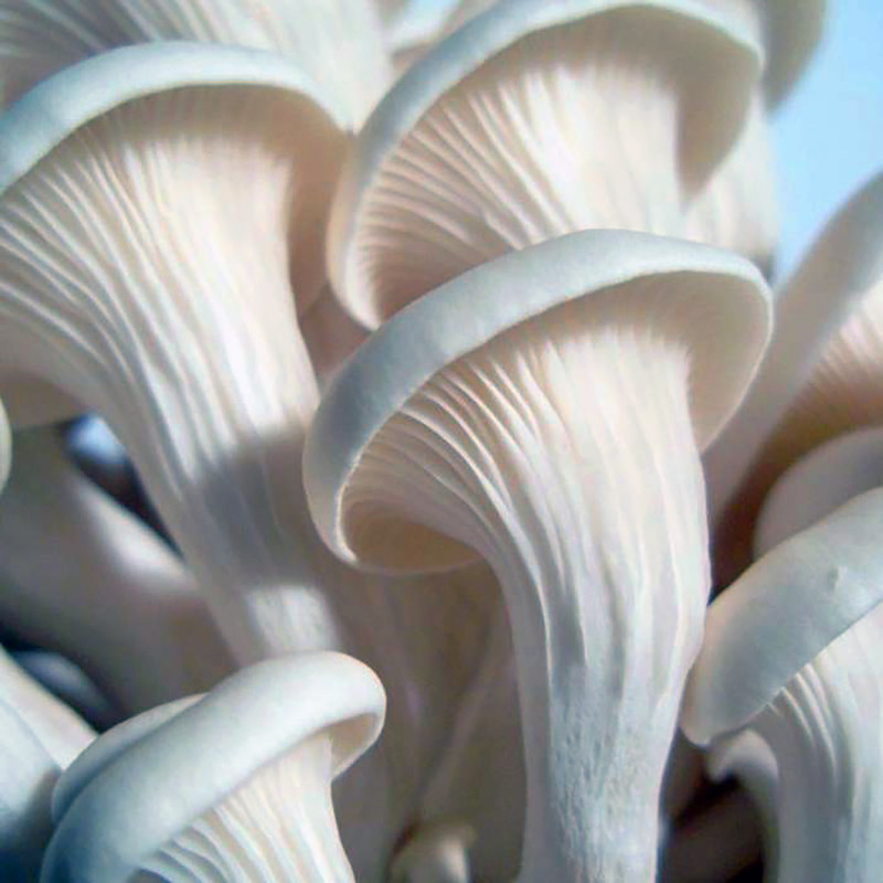 بذر قارچ صدفی سفید مدل 01