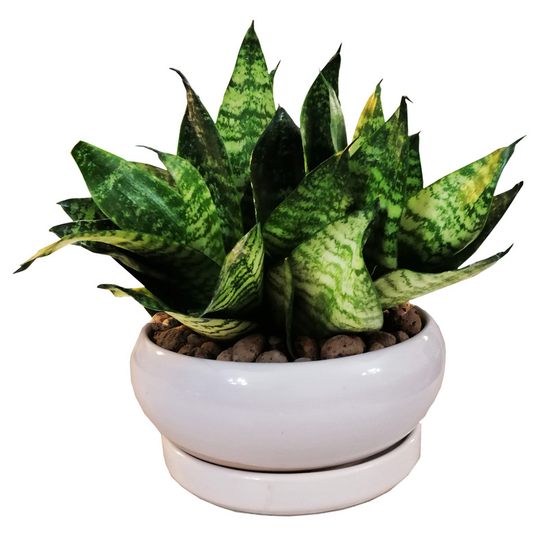 گیاه طبیعی سانسوریا مدل پاکوتاه مینیاتوری گیاه طبیعی سانسوریا مدل پاکوتاه مینیاتوری