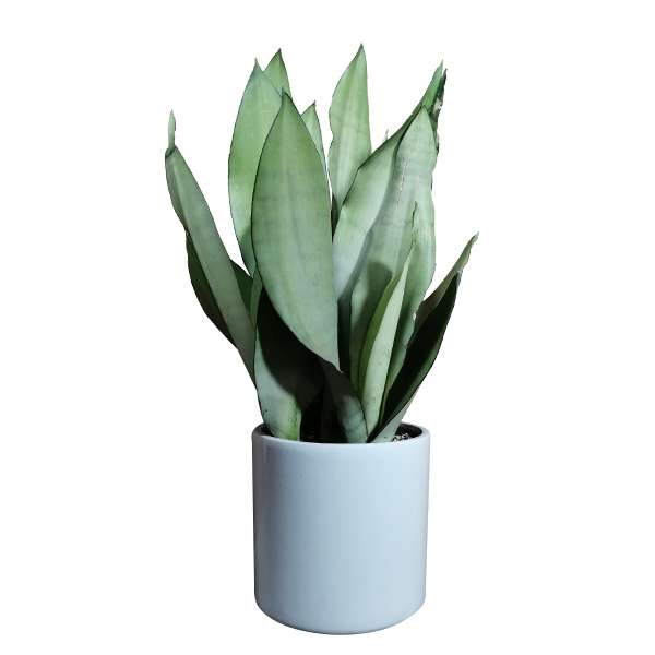 گیاه طبیعی سانسوریا مدل 01 گیاه طبیعی سانسوریا مدل 01