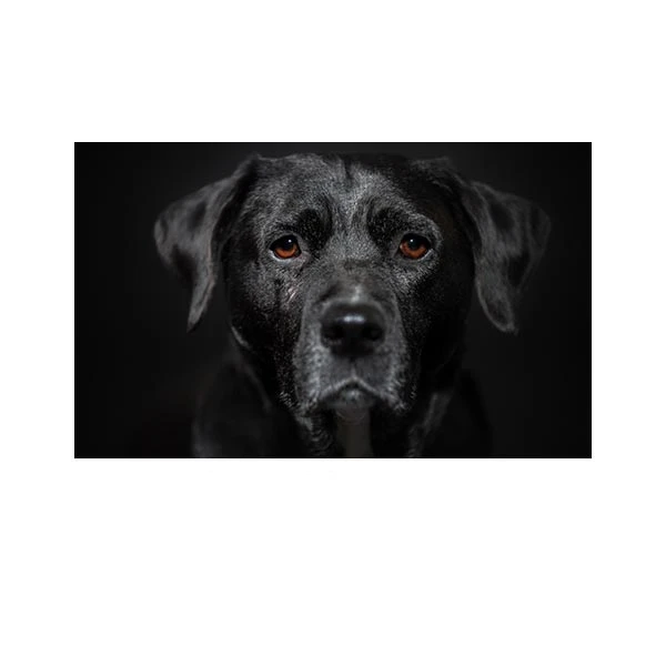   پادری مدل حیوانات کد HSHMA0108 سایز 76x46 سانتی متر